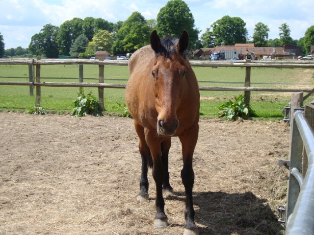 One of our horses